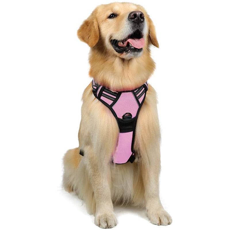 Harnais + Laisse Chien