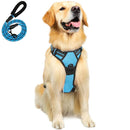 Harnais + Laisse Chien