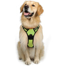 Harnais + Laisse Chien