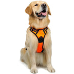 Harnais + Laisse Chien