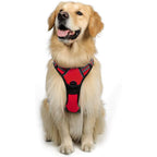 Harnais + Laisse Chien