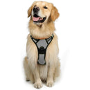 Harnais + Laisse Chien