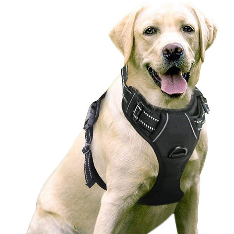 Harnais + Laisse Chien
