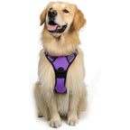 Harnais + Laisse Chien