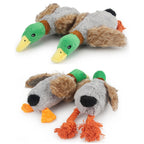 Coin Coin Canard