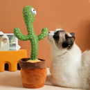 Cactus Chantant