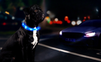 Collier clignotant pour chien
