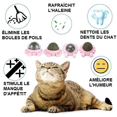 Boule d'Herbe à Chat Rotative