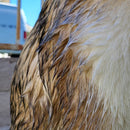 Jet Savonneux Chiens