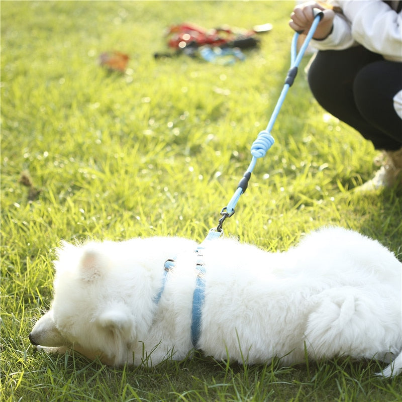 Laisse harnais collier chien