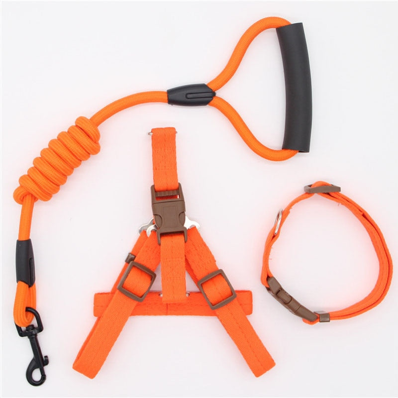Laisse harnais collier chien