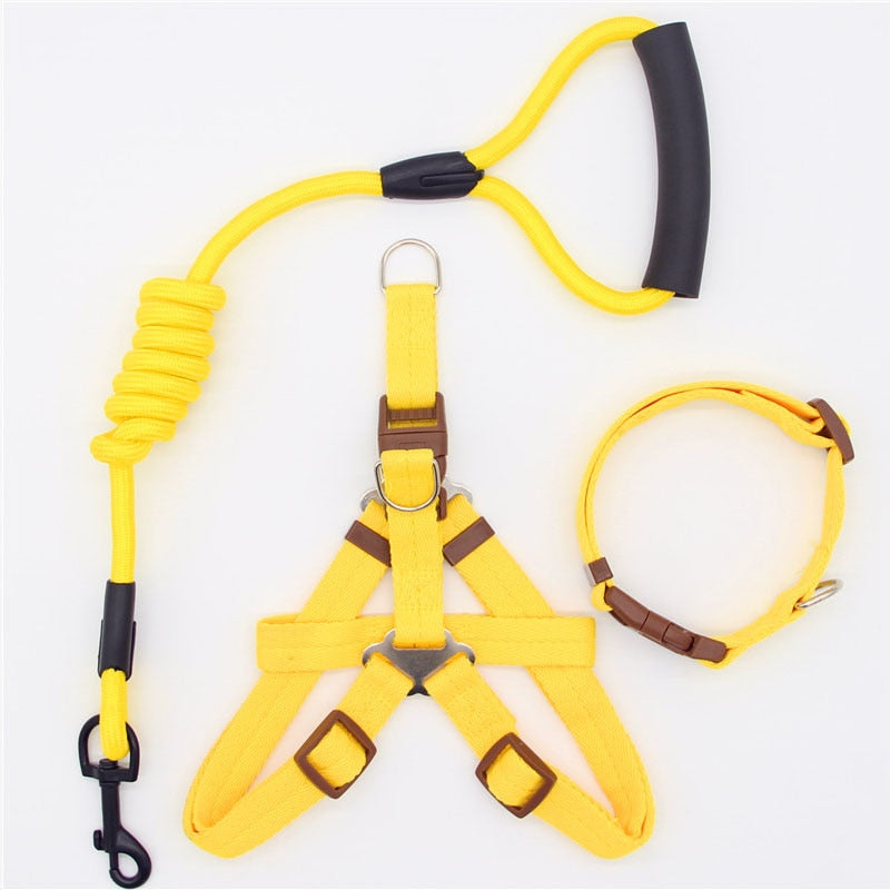 Laisse harnais collier chien