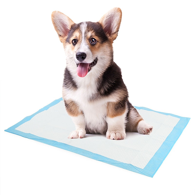 tapis absorbant éducatif chien