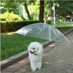 Laisse Parapluie