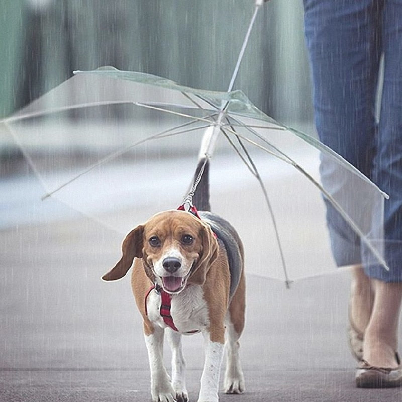 Laisse Parapluie