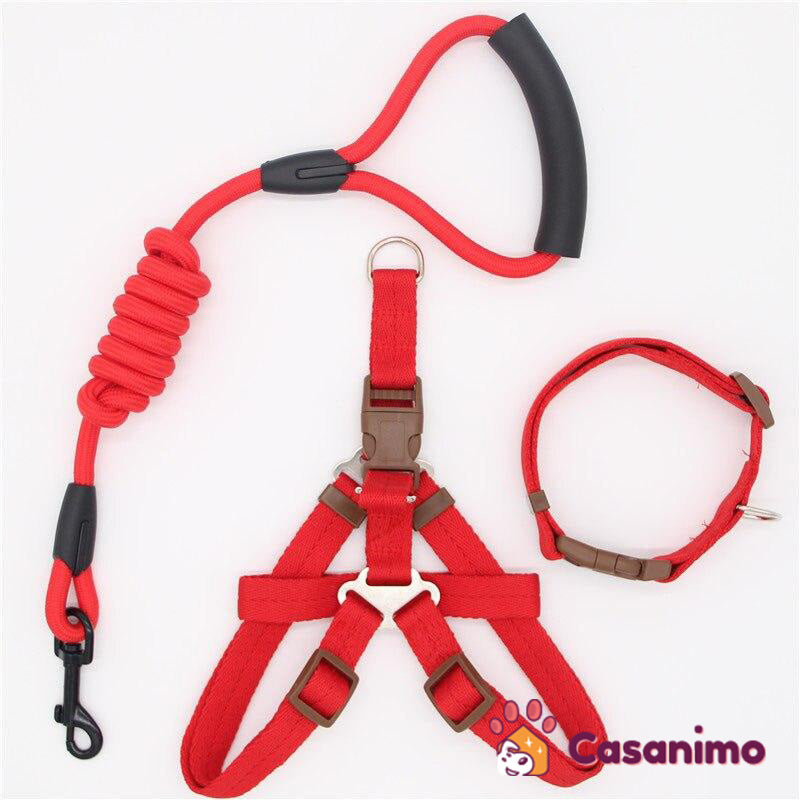 Laisse harnais collier chien