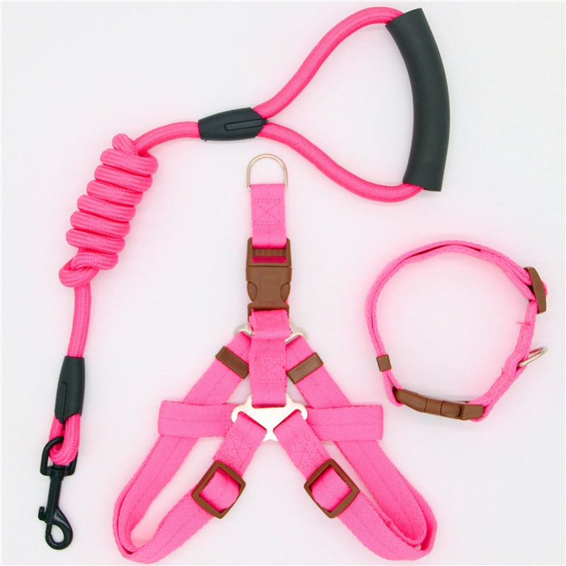 Laisse harnais collier chien