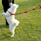 Laisse harnais collier chien
