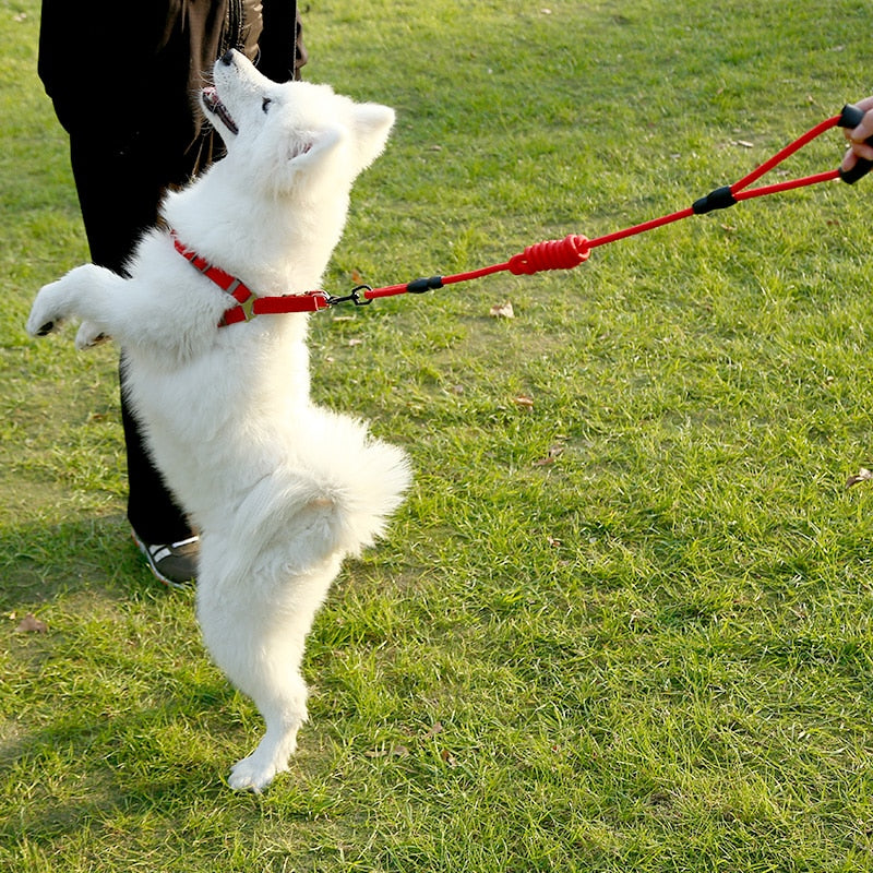 Laisse harnais collier chien