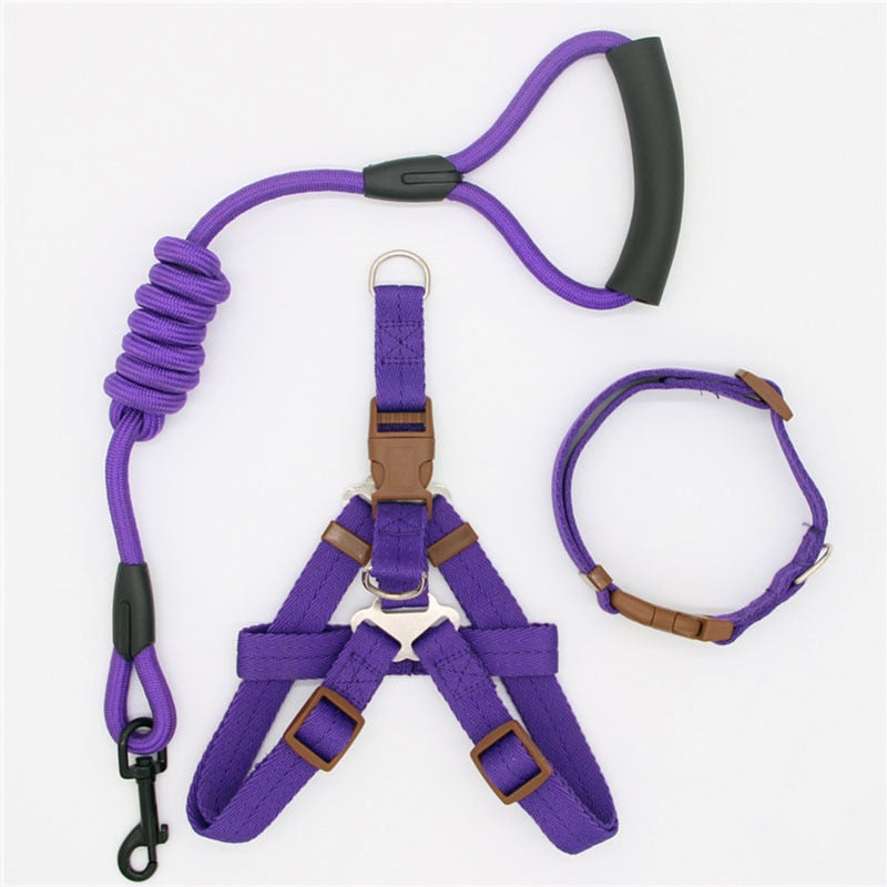 Laisse harnais collier chien