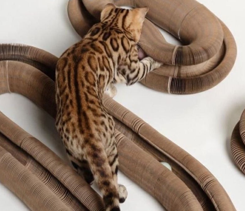 Griffoir Magique Amusant Pour Chat