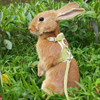 Harnais + Laisse pour Lapin