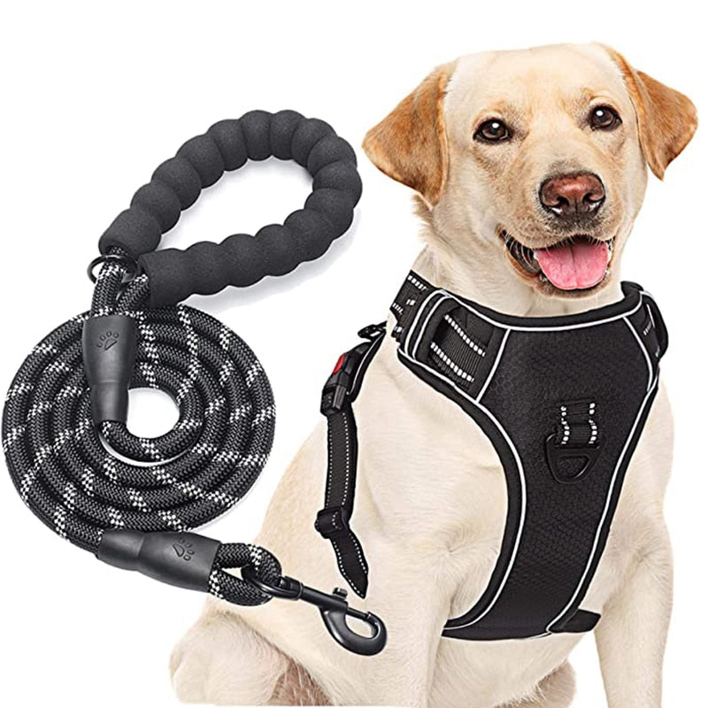 Harnais + Laisse Chien