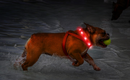 Collier clignotant pour chien