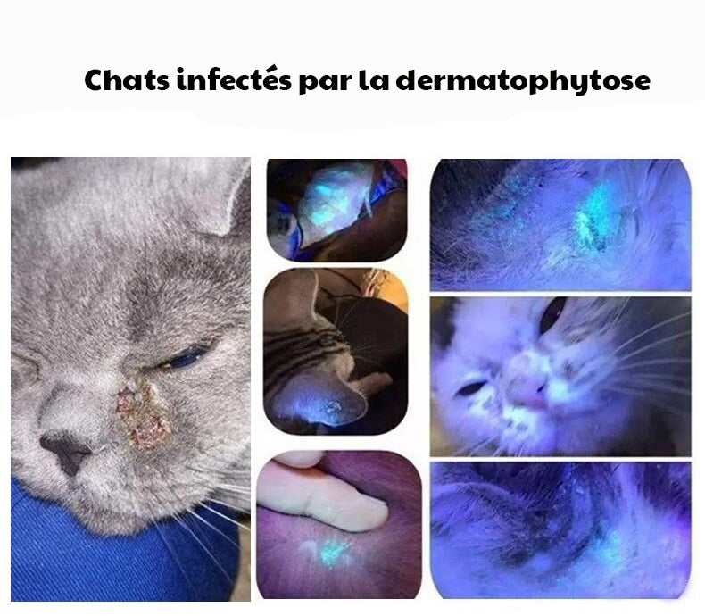 Stylo Lampe UV Détecteur de Parasites, Maladies et Urine